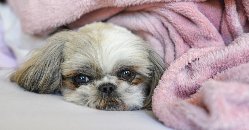 Ask Dr. Jenn: How can treat my dog's diarrhea at home?